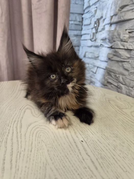 Котенок мейн - кун