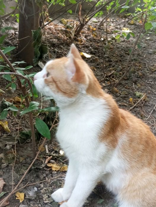 Бело рыжий котик  ищит дом