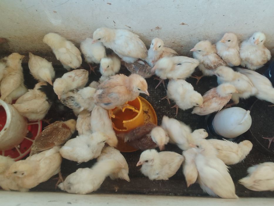Цыплята три неделя