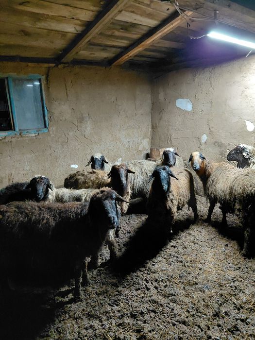 Продам баран 5 маток 5 сек.