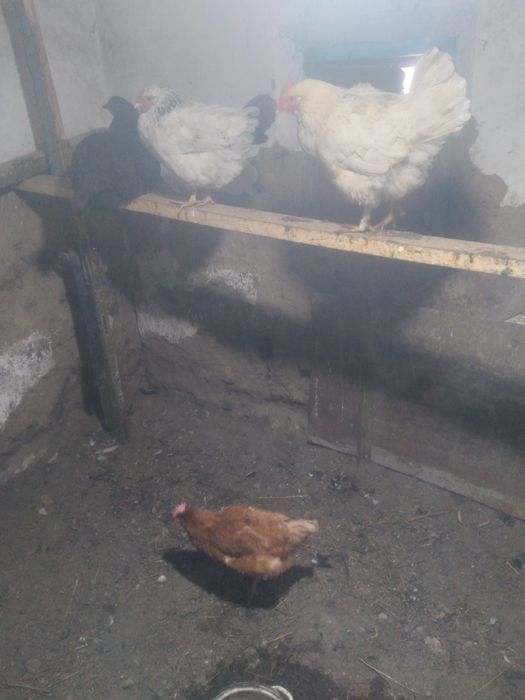 Продам куреи оптом 9 шт