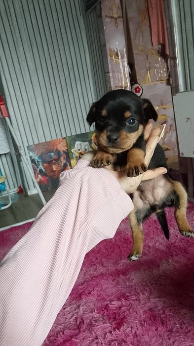 Мини Тойчики девочки