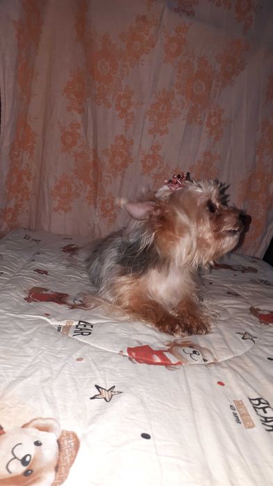 Продаётся мини Йорк девочка