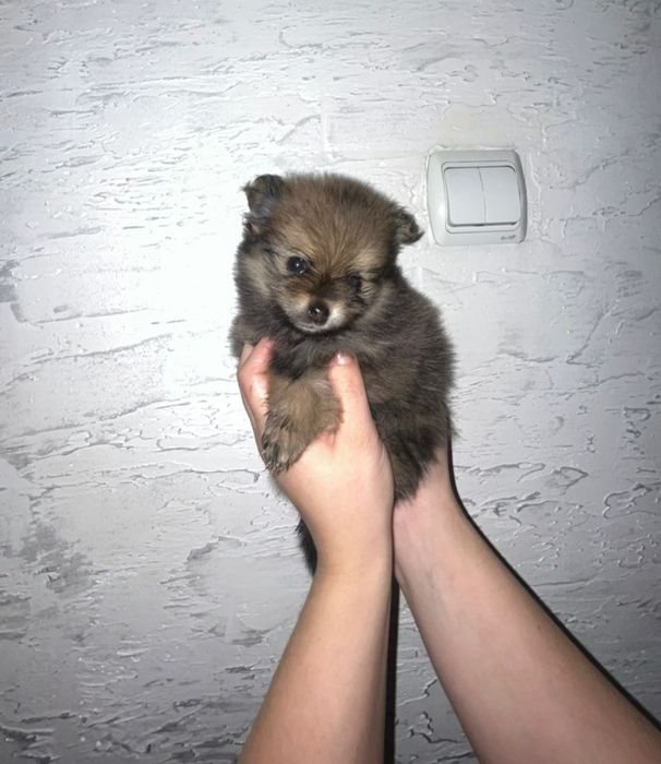 Шпицы малыши-крепыши