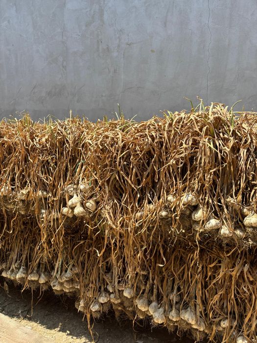 Usturoi romanesc de vanzare