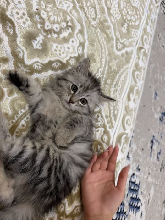 Продаётся породистая кошка