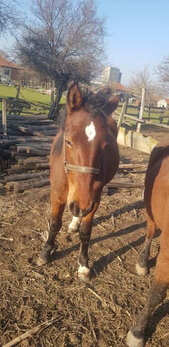 Женско конче и кобила