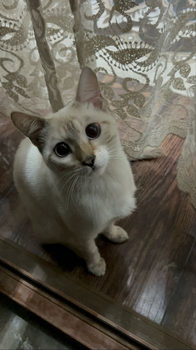 Бенгальская кошка