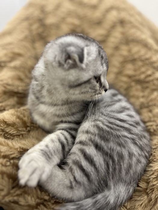 Продам срочно котика