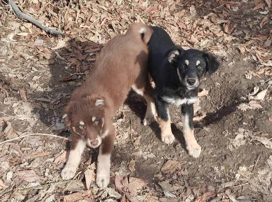 Щенок 3,5 месяца девочка