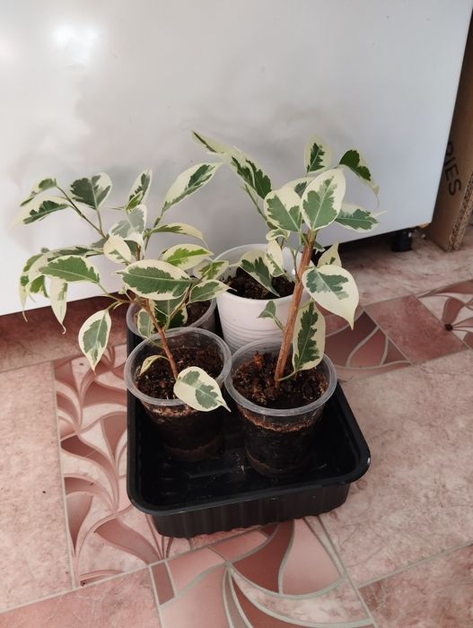 Фикус Бенджамина