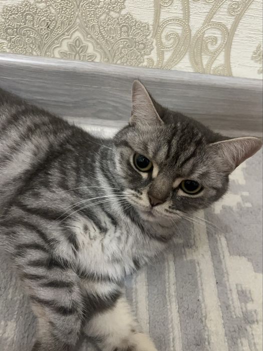 Кошка британский девочка