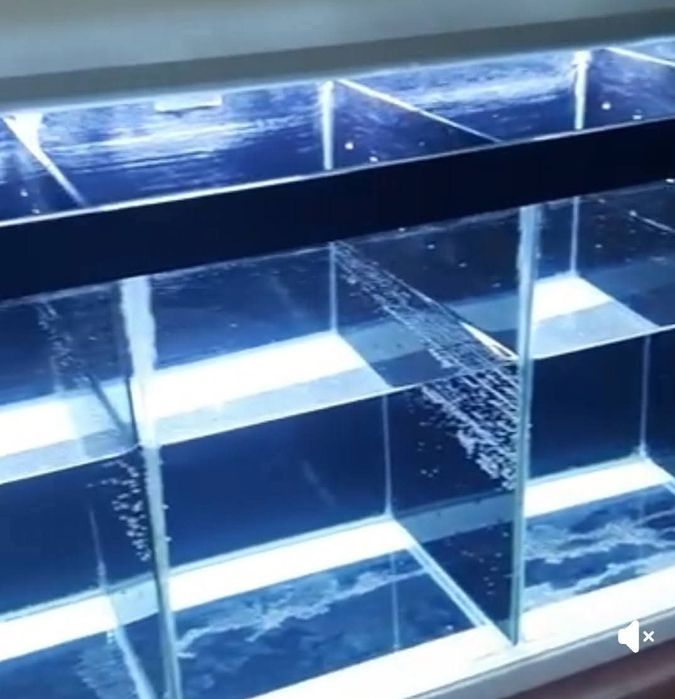 Vând diverse acvarii și pești de acvariu