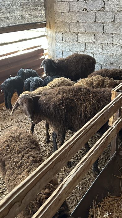 Общий 70 сатылады