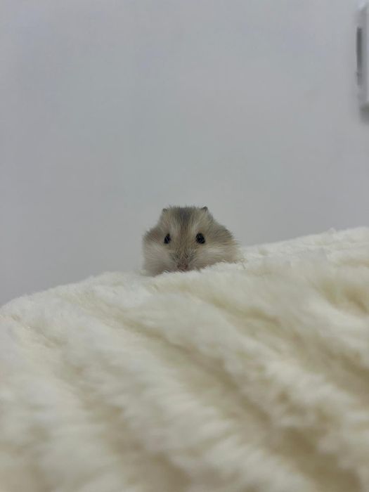 Хомяки с клеткой