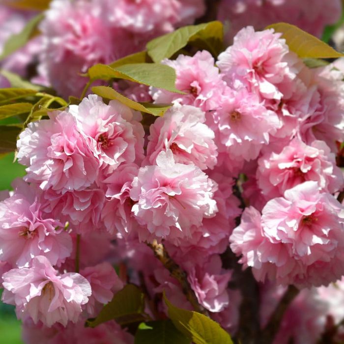 Cires Japonez Kanzan