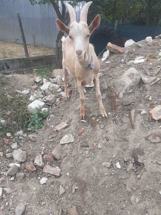 Vând țap și ied                              .