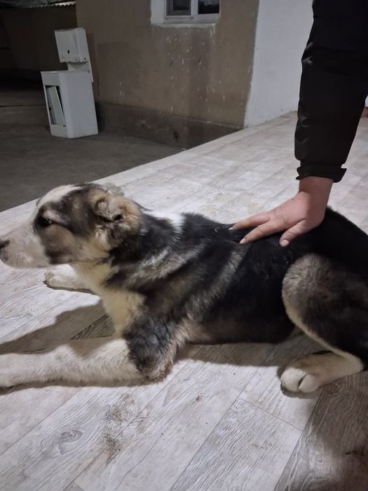 Кушык сатылады акылды