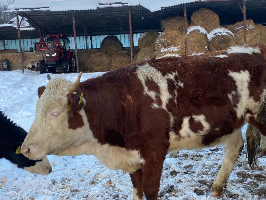Junici de vânzare , vârstă 2 ani si 3 luni Vaida-Camaras • OLX.ro
