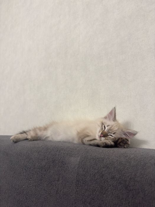 Очень необычный кот