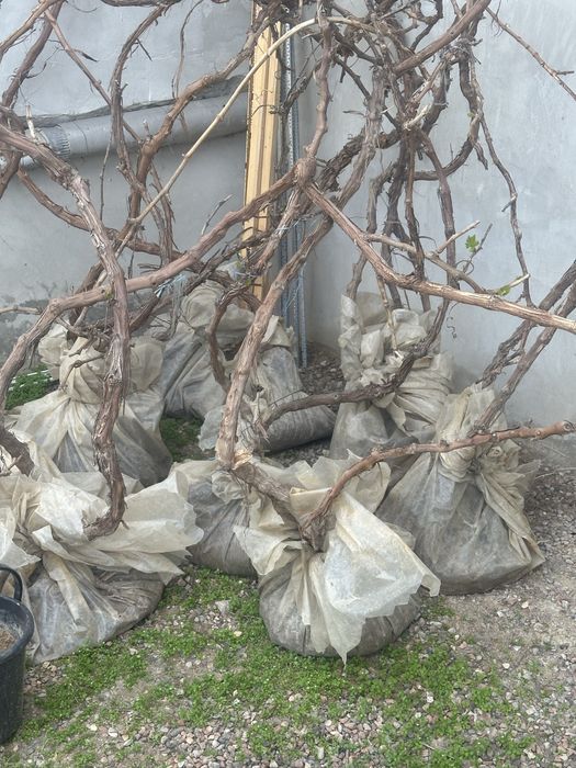 Uzum ko’chat sotiladi 30mindan 100mingacha