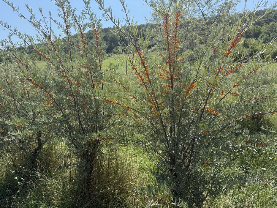 Vand catina fructe congelate