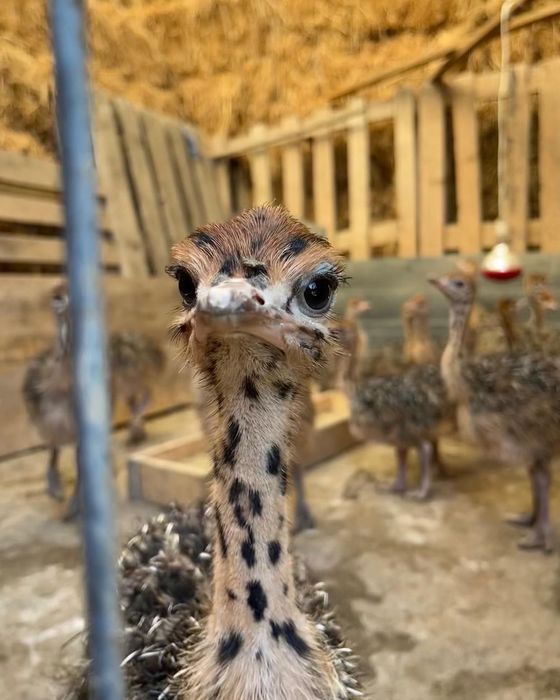 Preluam comenzi pui de struti