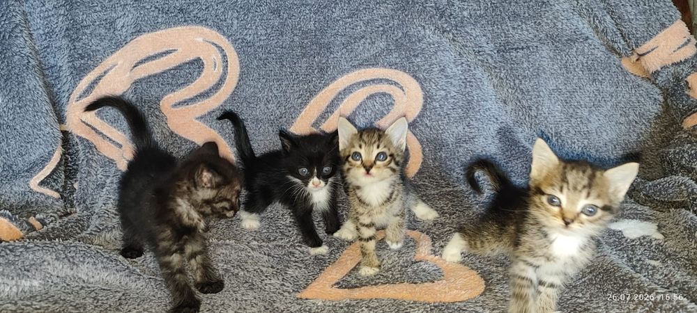 Отдам котят в добрые руки