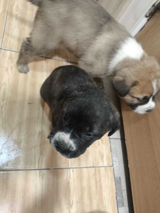 Кане  Корсо / Сао Алабай