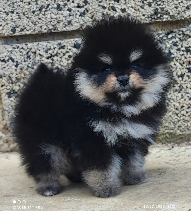 Померан померанче