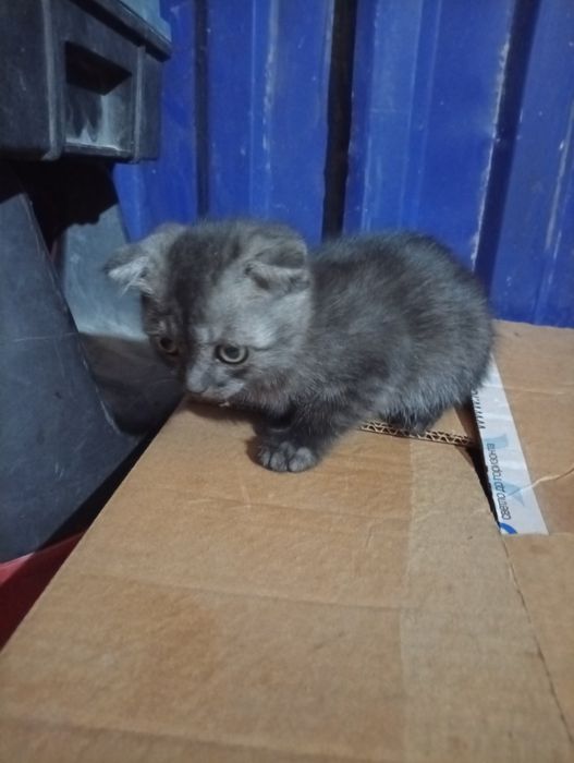 Отдам котенка девочка