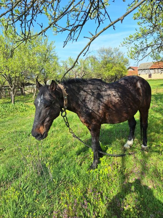 Vand cal invatat la caruta