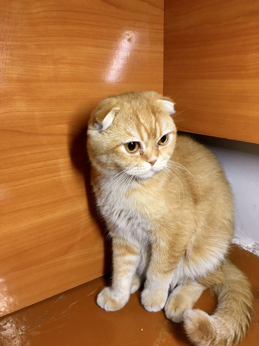 Vyazka British shinchila