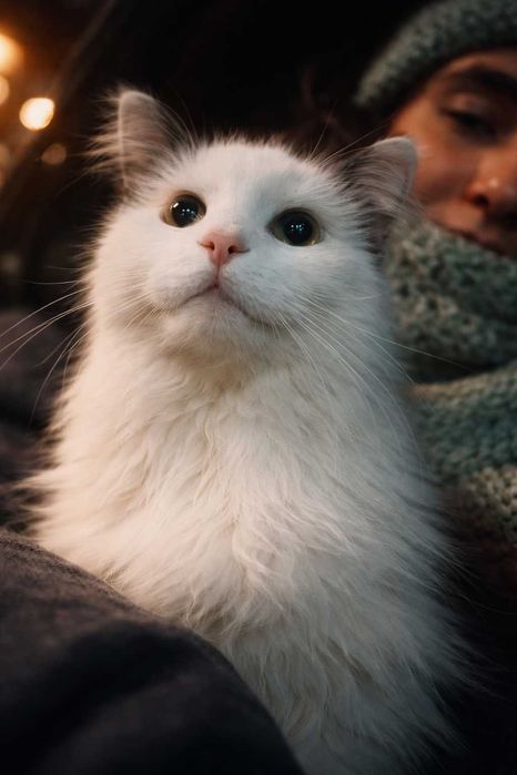 Прокурор ищет любящих хозяев