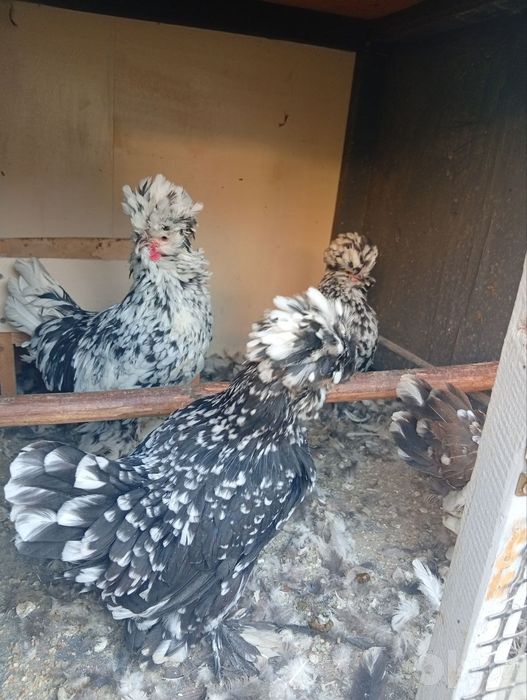 Srochna sotiladi yaponxuroz va tavuglar