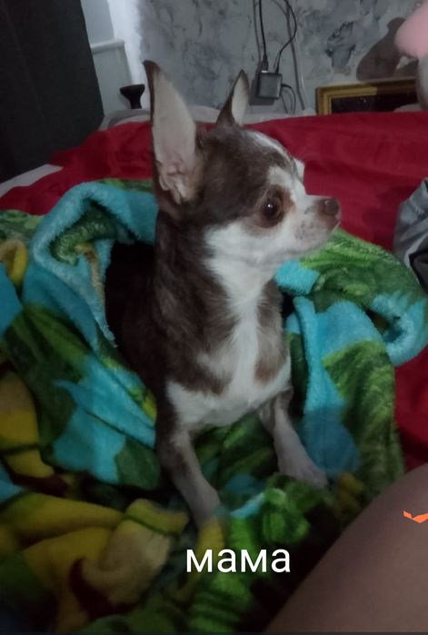 Щенки  Чихуахуа.