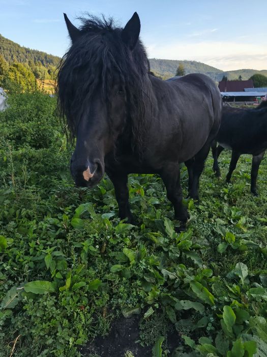 Vând cal negru de 5 ani. Pentru detalii sunați la 0753948903