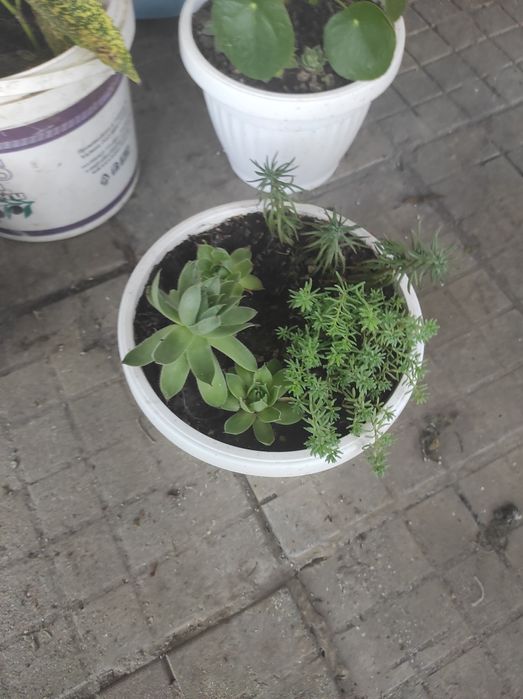 Аукуба, чашкодрян, салвия, делосперма и розмарин