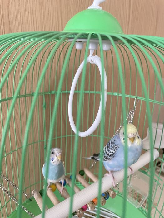 Продаю пару попугаев с клеткой