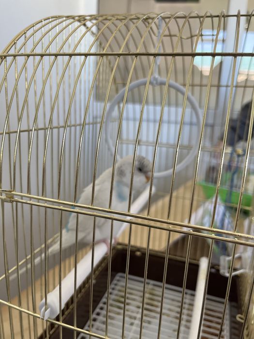 Продам попугай Волнистый