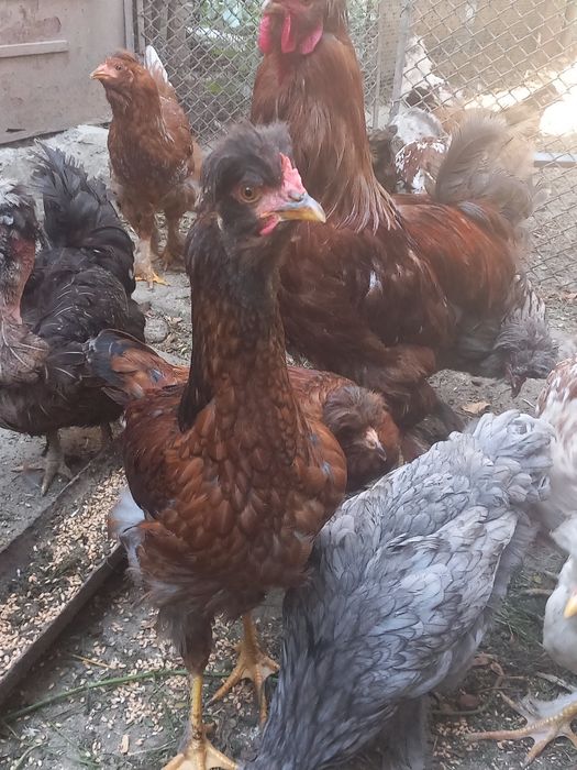 Cocosi motati,cu barba Deva,jud Hunedoara