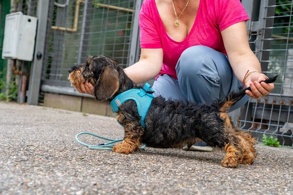 Mascul  teckel sarmos standard cu Pedigree A, la 3.5 luni