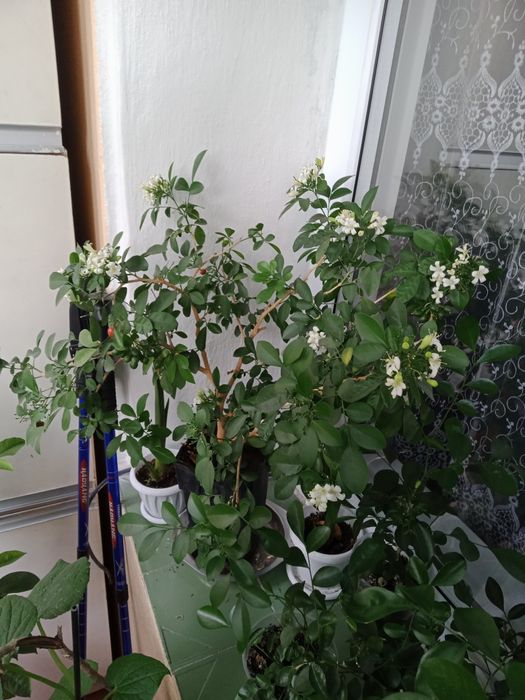 Продам саженцы Мурраи.