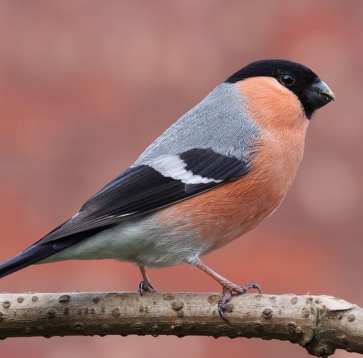 Щеглы продаюца чёрноголовые