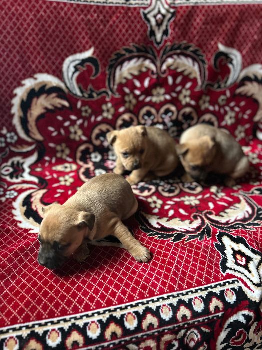 Френски булдог майка