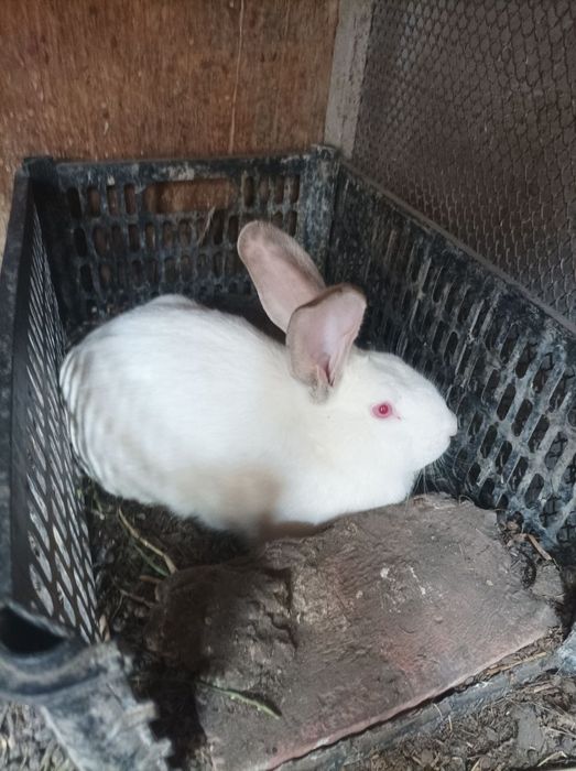 Quyonlar srochnaga sotiladi