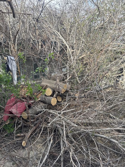 Дрова бесплатно