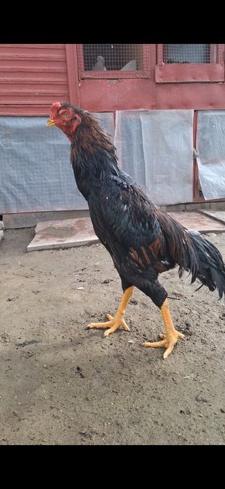 Дакан, Бойцов  шамо