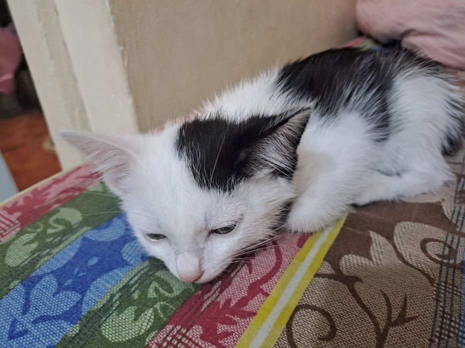 Продам котёнка маленького