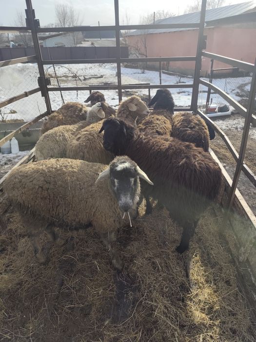 Тоқтылар сатылады ,семіз ұрғашы